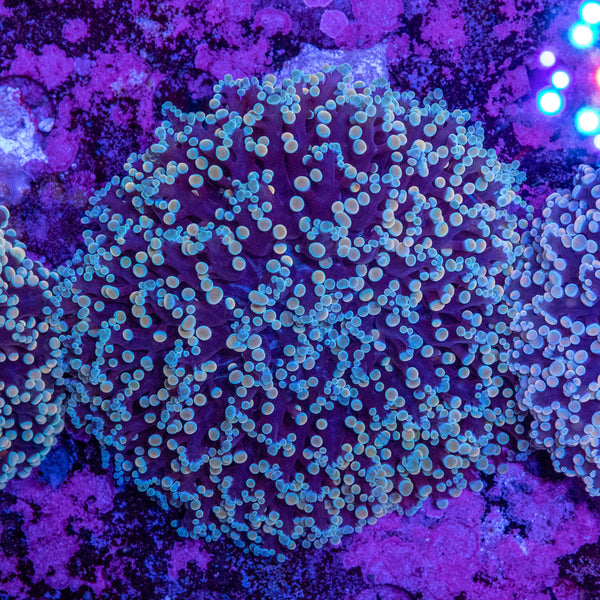 Frogspawn