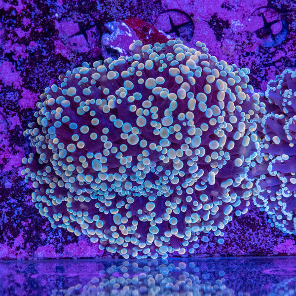 Frogspawn