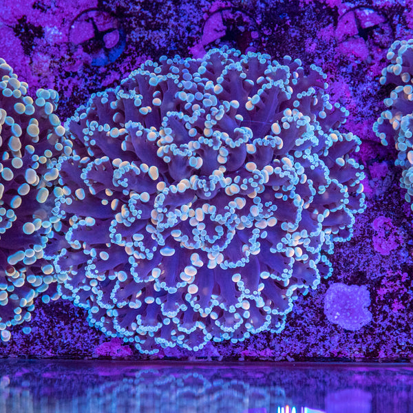 Frogspawn