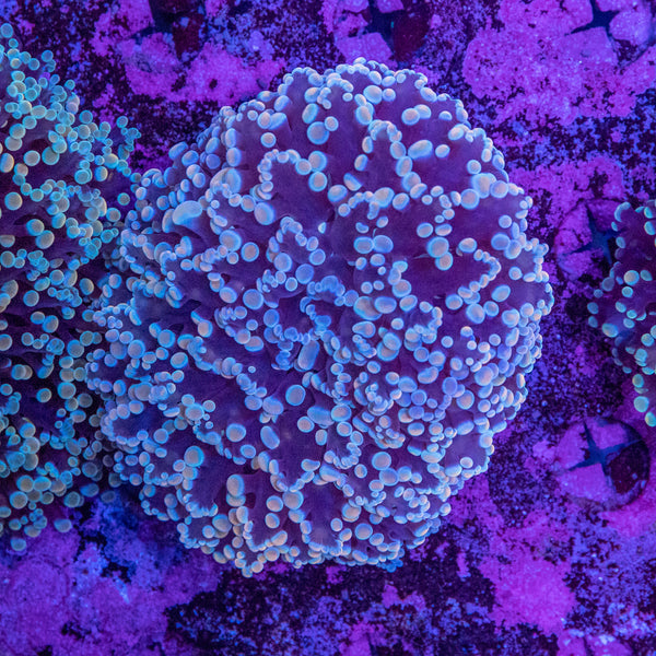 Frogspawn