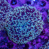 Frogspawn