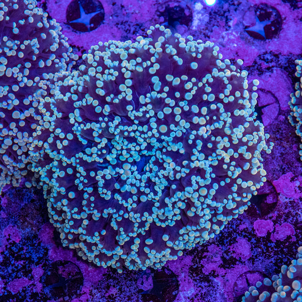 Frogspawn