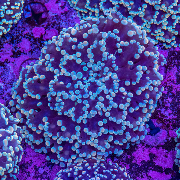 Frogspawn