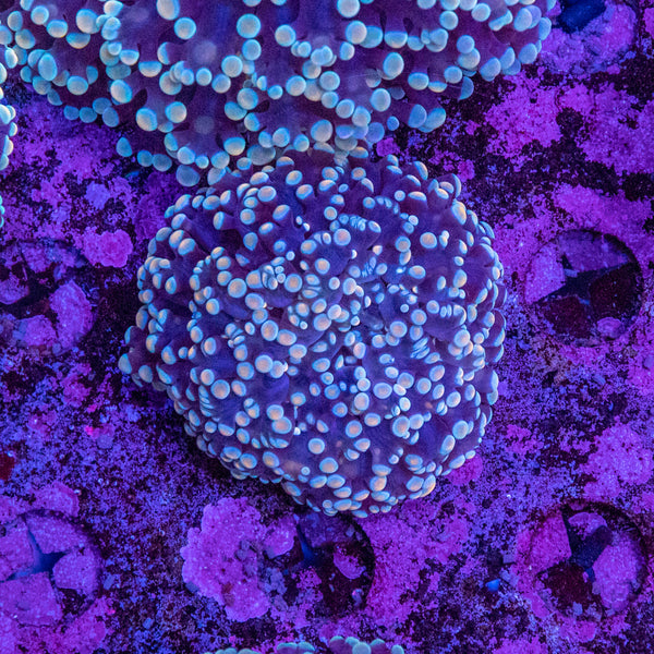 Frogspawn
