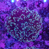 Frogspawn