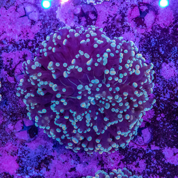 Frogspawn