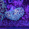 Frogspawn