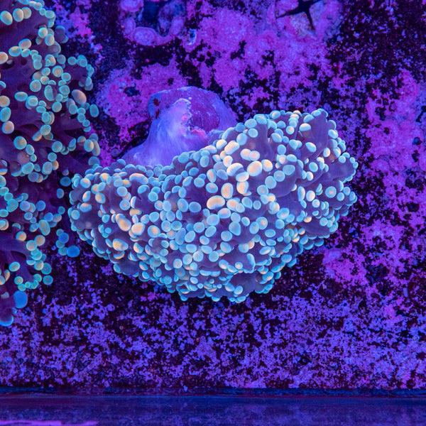 Frogspawn