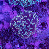 Frogspawn