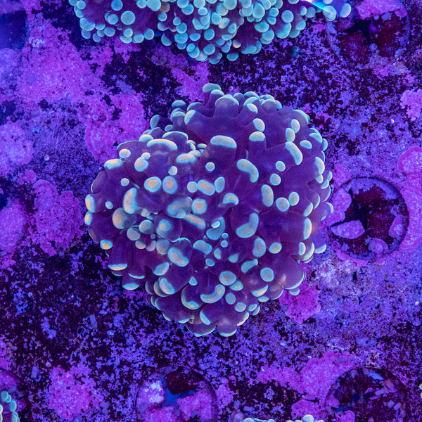 Frogspawn