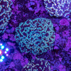 Frogspawn
