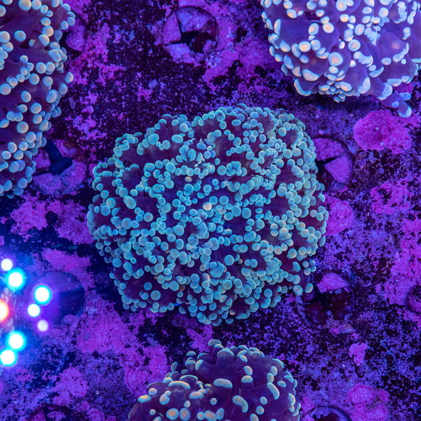 Frogspawn