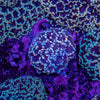 Frogspawn