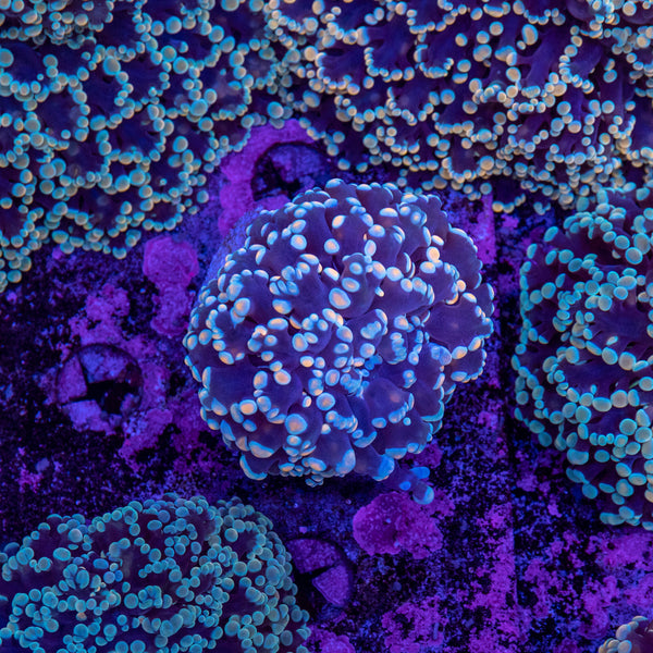Frogspawn