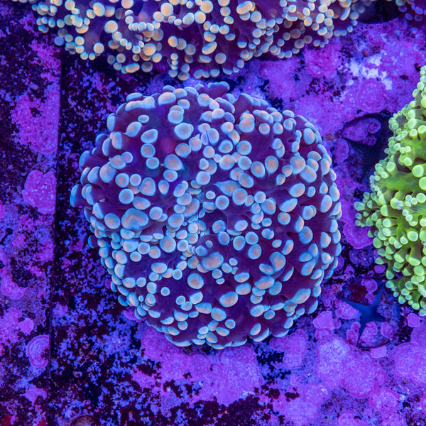Frogspawn