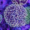 Frogspawn
