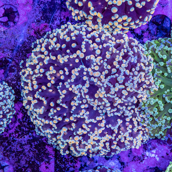 Frogspawn