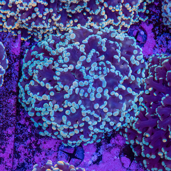 Frogspawn