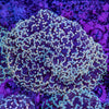 Frogspawn