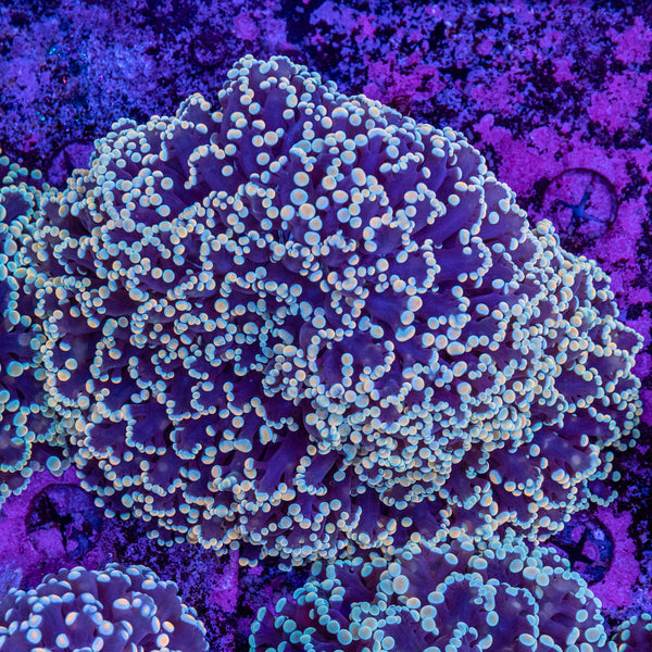Frogspawn