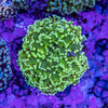 Frogspawn