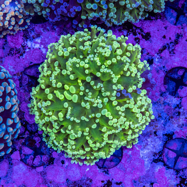Frogspawn