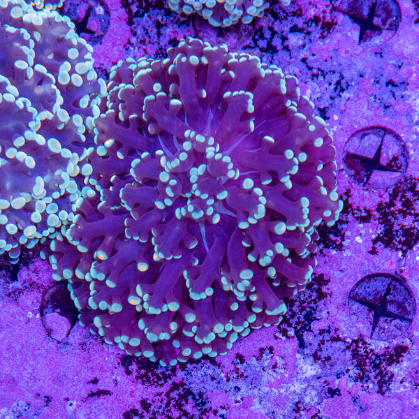 Frogspawn