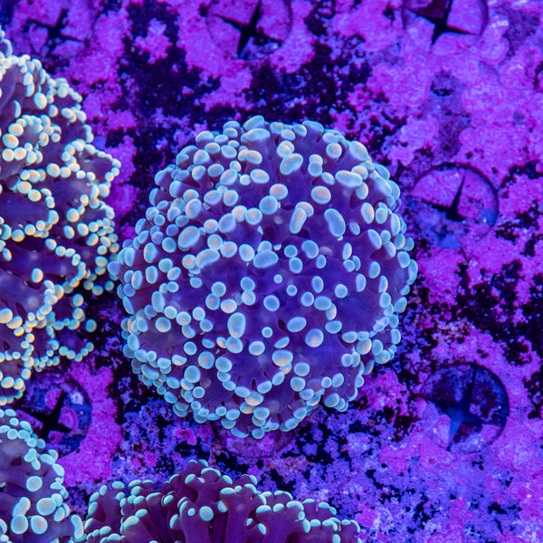 Frogspawn