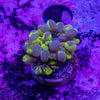 Bubble Coral Frag