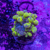 Bubble Coral Frag