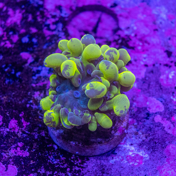 Bubble Coral Frag