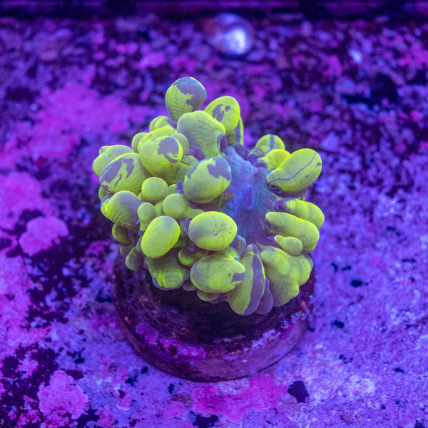 Bubble Coral Frag