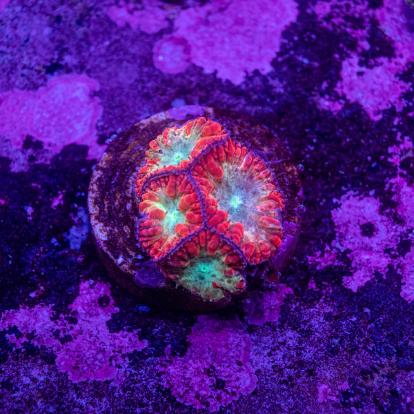 Blastomussa