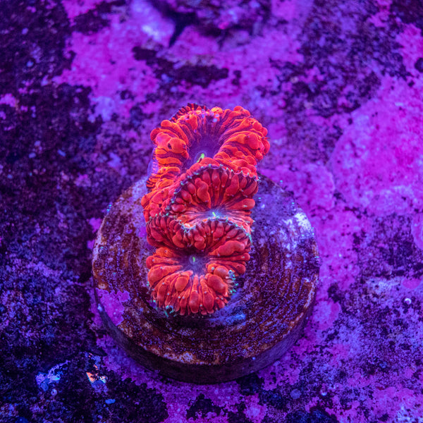 Blastomussa