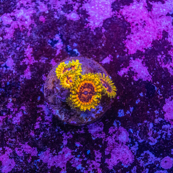 Adonis Zoanthid