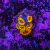 Adonis Zoanthid