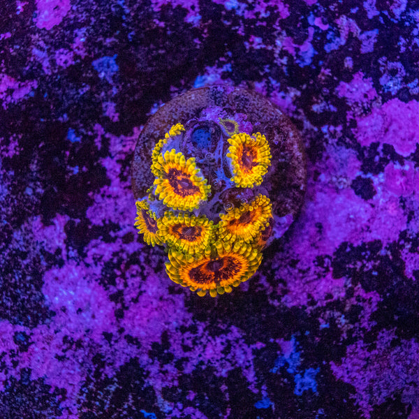 Adonis Zoanthid