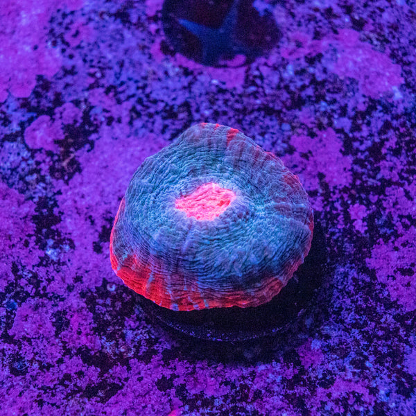 After Burner Chalice Frag