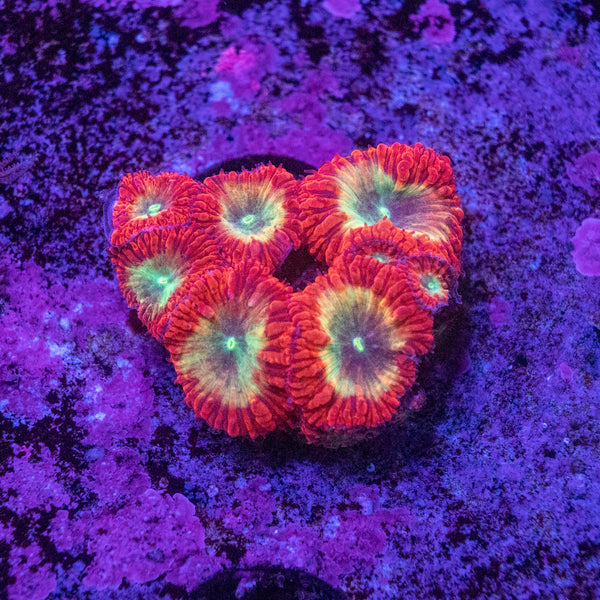 Blastomussa