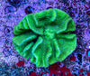 Turbinaria