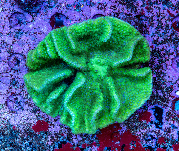 Turbinaria