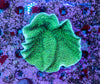 Turbinaria