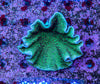 Turbinaria