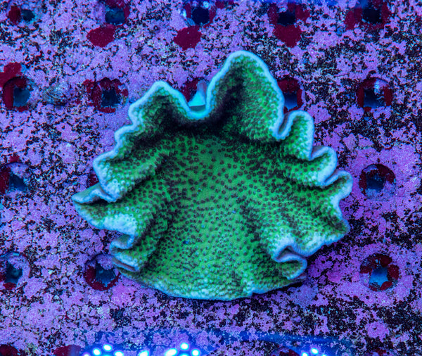 Turbinaria