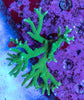 Forest Green Anacropora