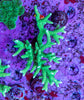 Forest Green Anacropora
