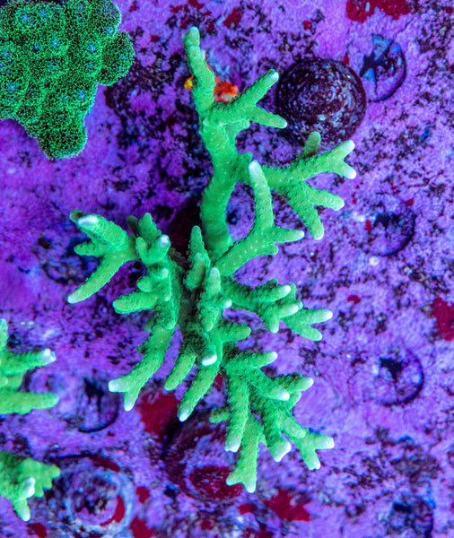 Forest Green Anacropora