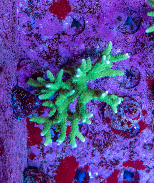 Forest Green Anacropora