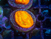 Lepto Frag