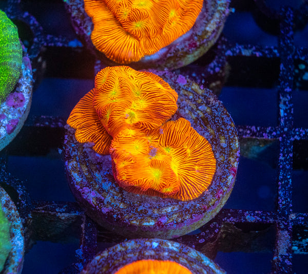 Lepto Frag